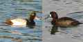 Морская чернеть фото (Aythya marila) - изображение №391 onbird.ru.<br>Источник: www.nps.gov